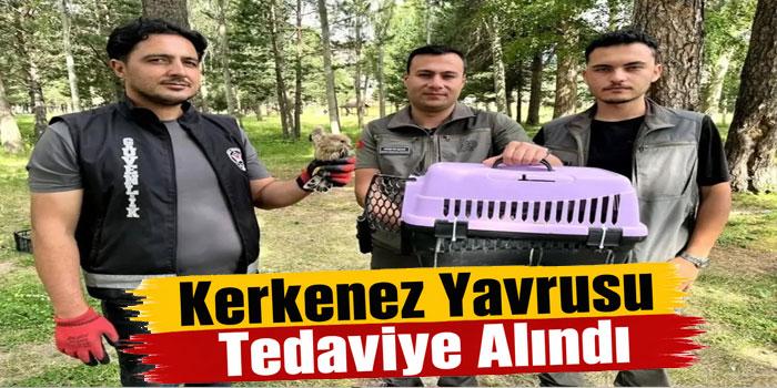 Sarıkamış’ta Yaralı Kerkenez Bulundu