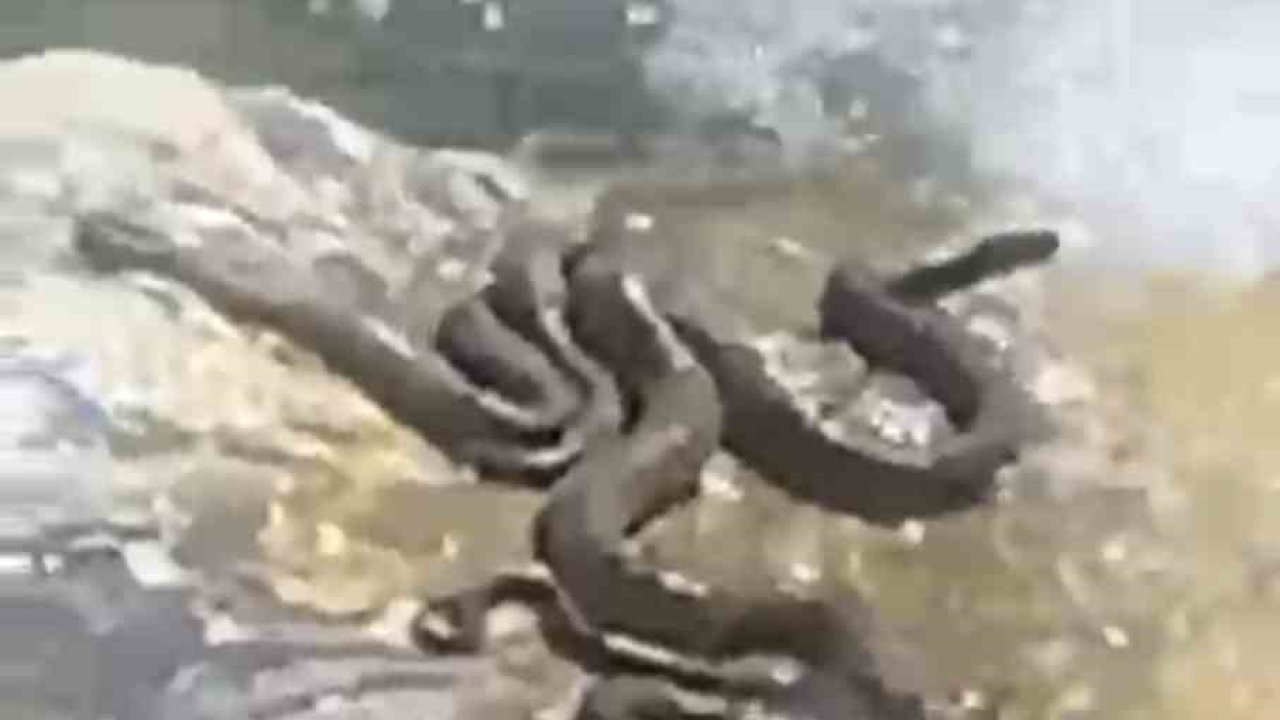Sıcaktan bunalan yılanlar su kenarında serinledi