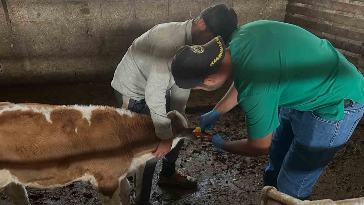 Aydıntepe’de ikinci tur buzağı küpeleme ve aşılama çalışmaları tamamlandı