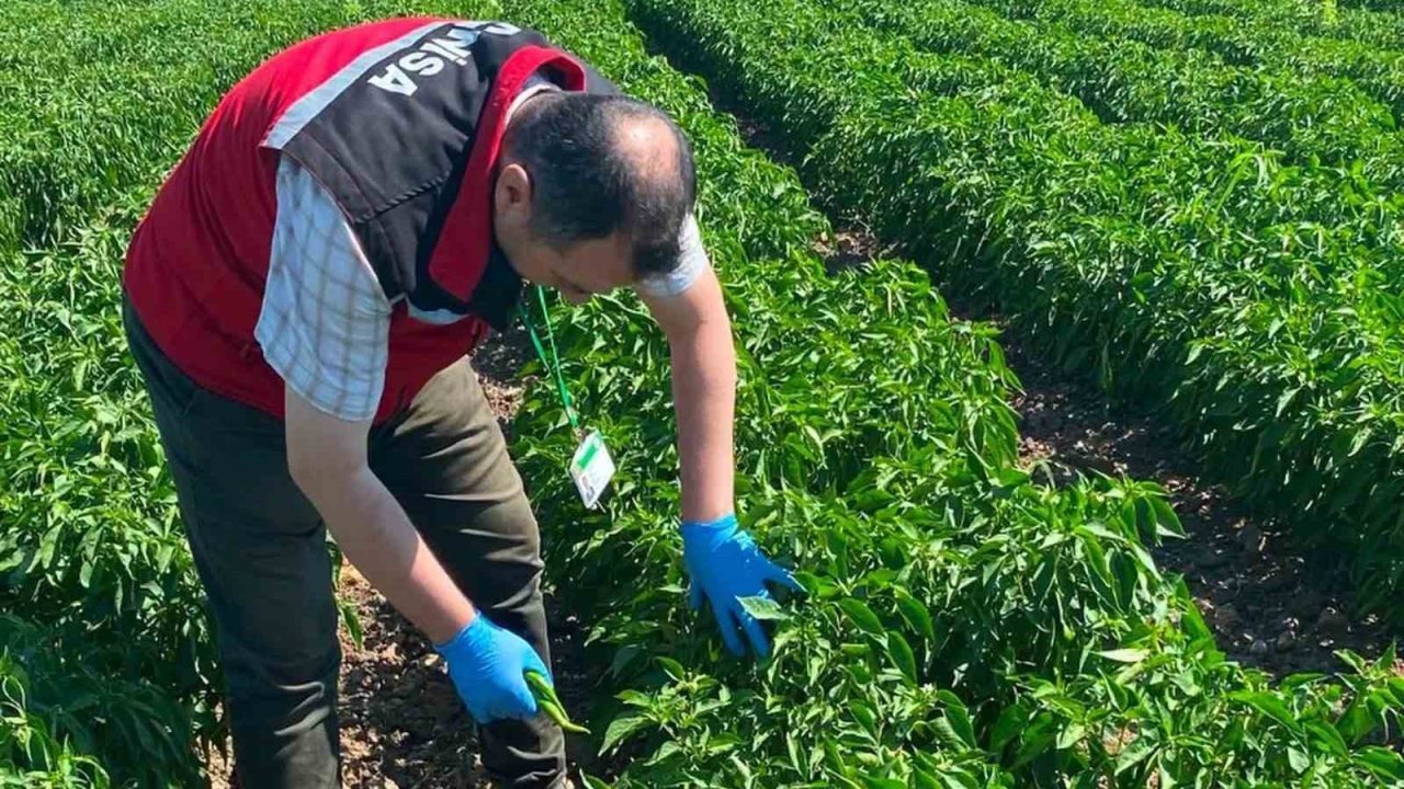 Manisa’da organik ürünlere pestisit analizleri başladı