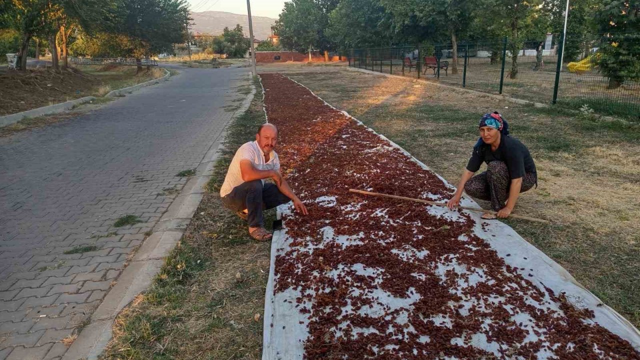 Sarıgöl’de sezonun ilk kuru üzümü çuvala girdi