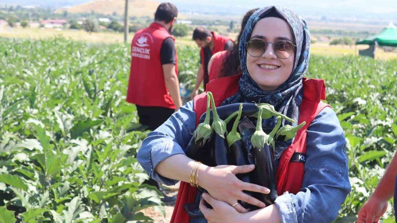 Gençlik merkezi gönüllüleri patlıcan hasadına katıldı