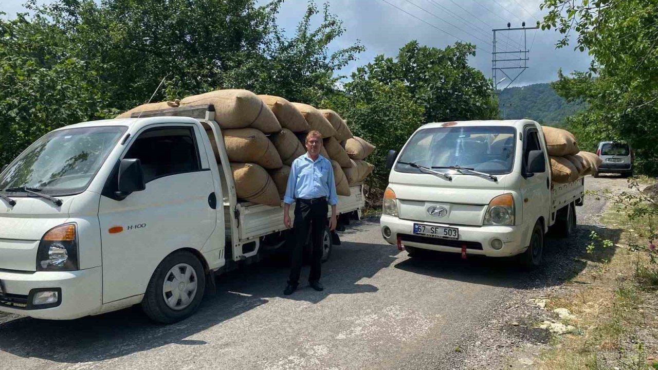 Fındık tüccarından üreticiye kritik uyarı: "Dalından toplamayın, yere dökülmesini bekleyin"