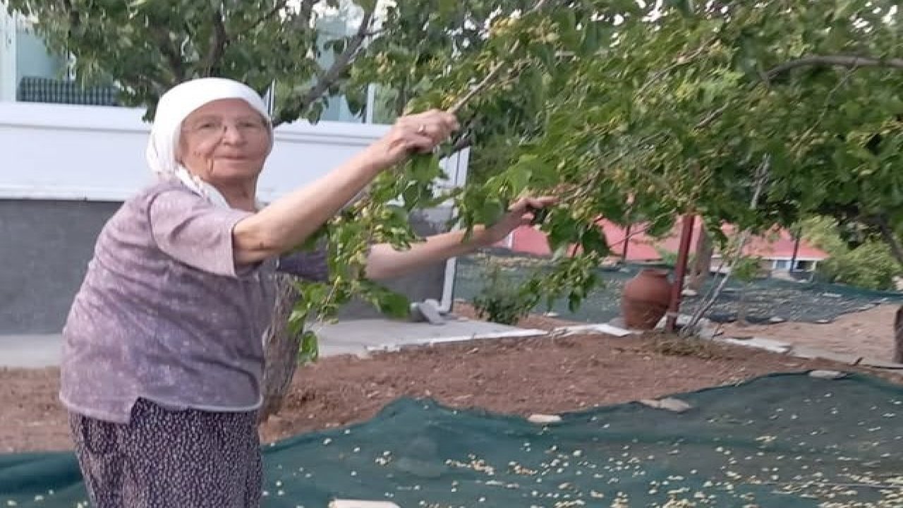 85 yaşındaki çift, geleneksel yöntemlerle dut pekmezi üretimini sürdürüyor