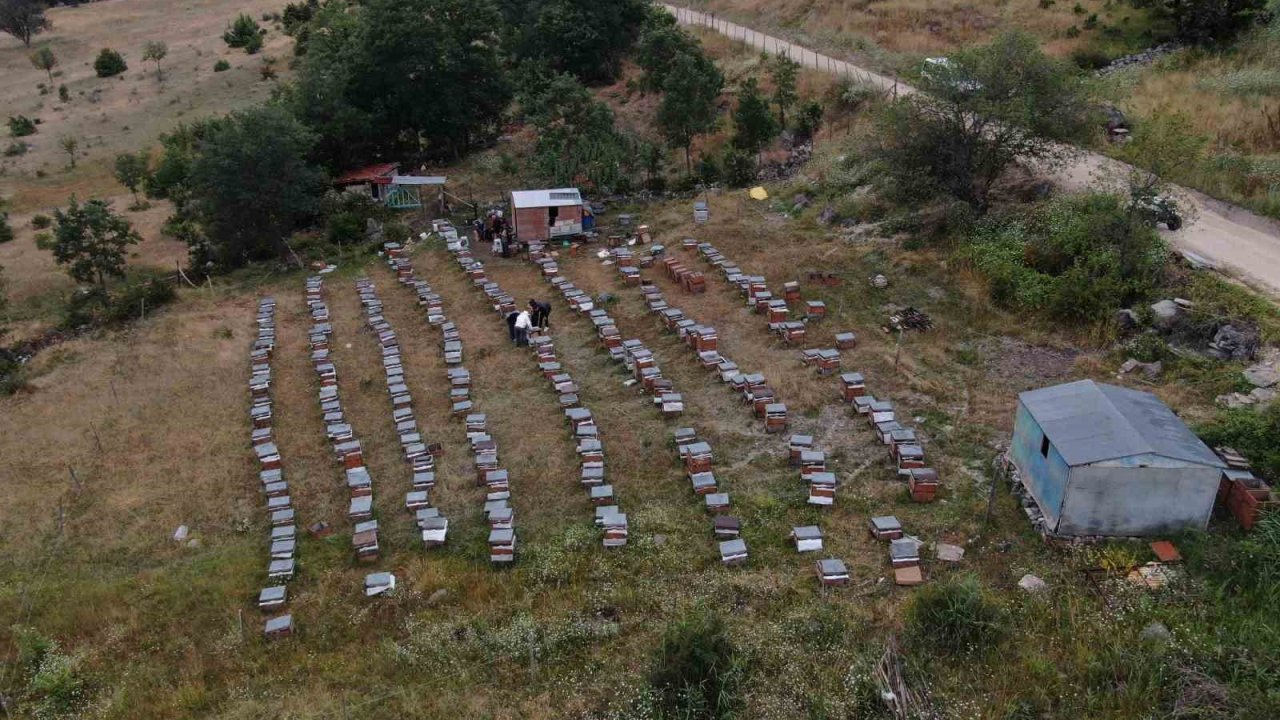 Arıcılıkta yapay zeka dönemi