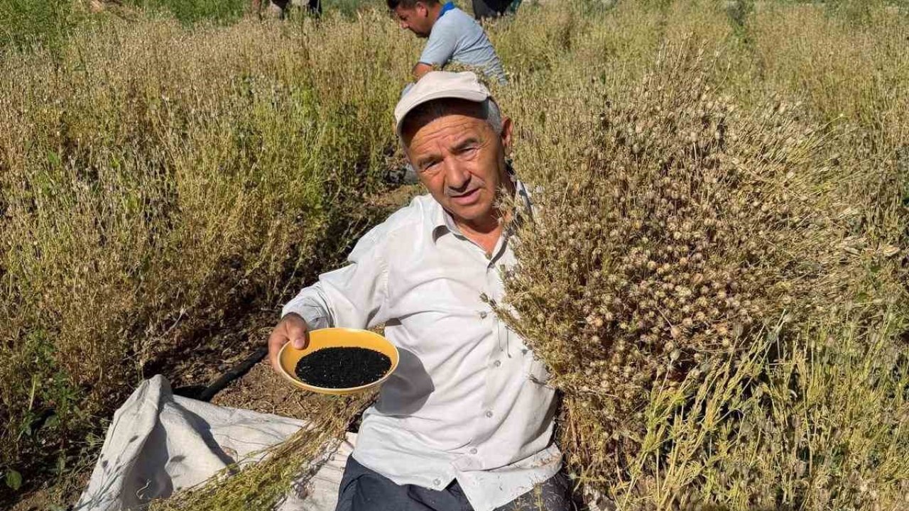 Develi’de çörek otu hasadına başlandı
