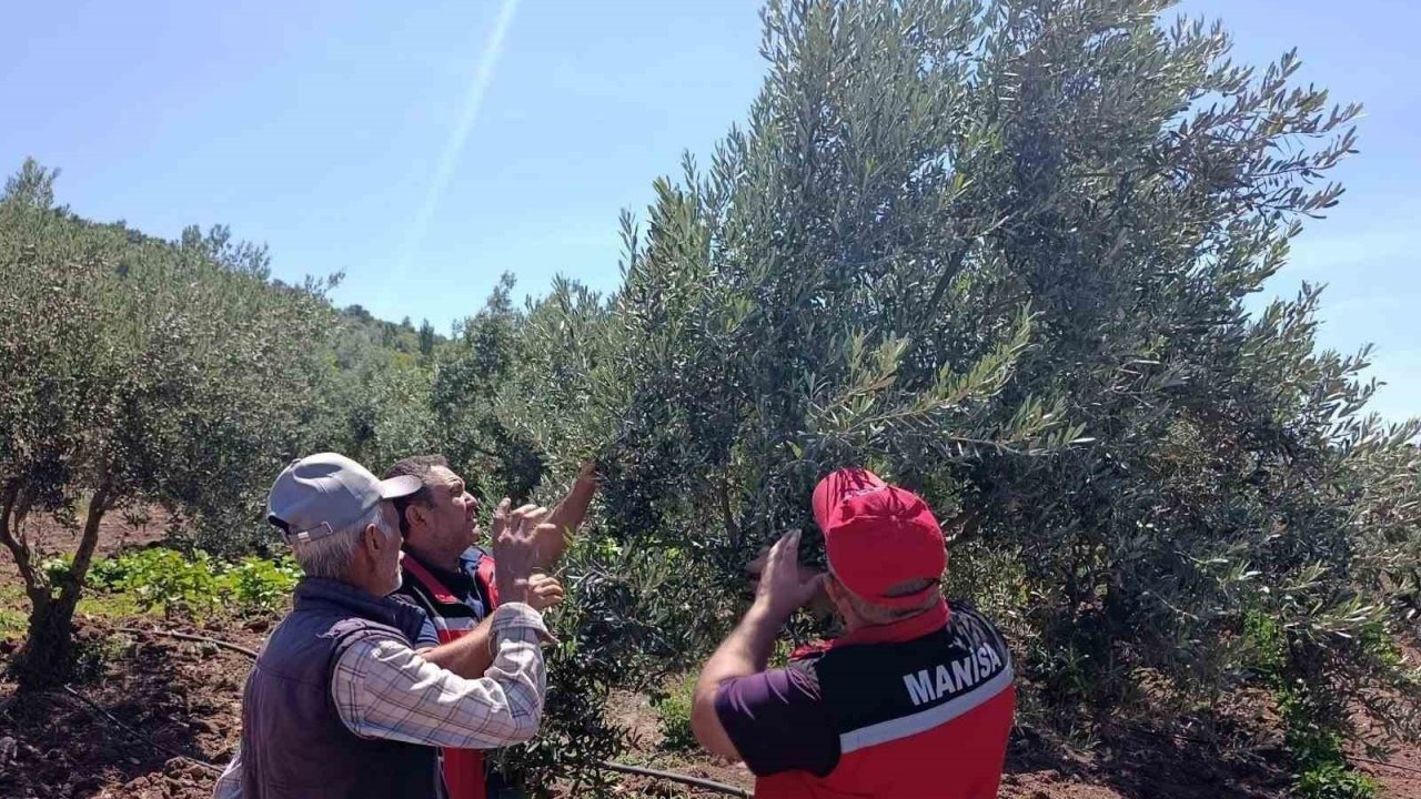 Akhisar’da zeytin üreticilerine hastalık ve zararlı uyarısı
