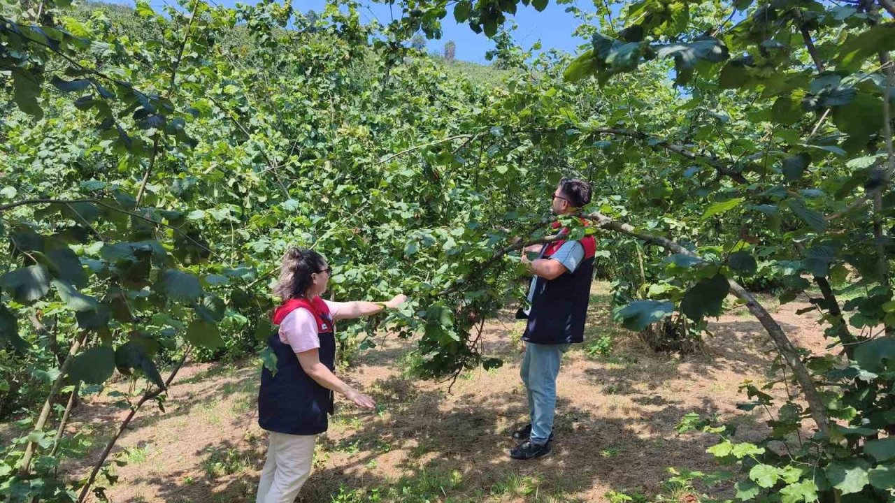 Düzce’de 2026 yılı fındık hasat tarihleri belirlendi