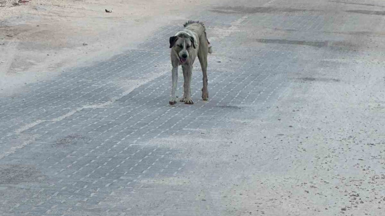 Halfeti’de sahipsiz köpeğin saldırdığı çocuk yaralandı