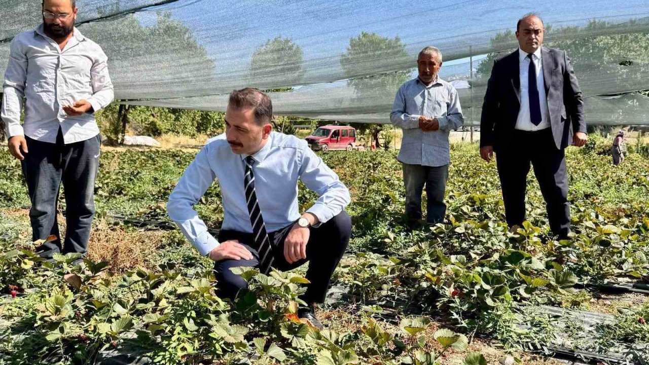 Kaymakam Hökelekli tarımsal üretimi sahada takip etti