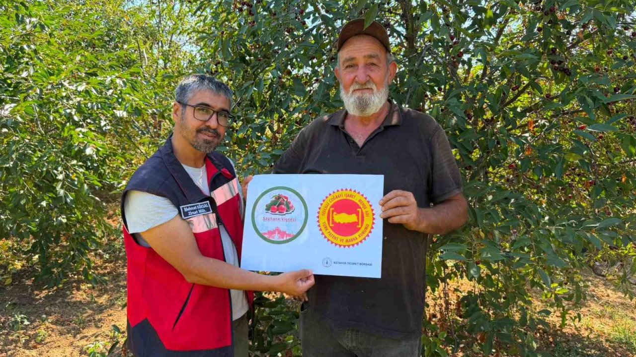 Şaphane Vişnesi için tescil çalışmaları sürüyor