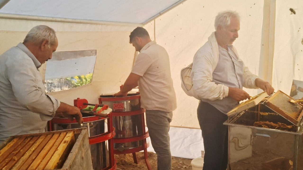 Sincik’te bal hasadı başladı