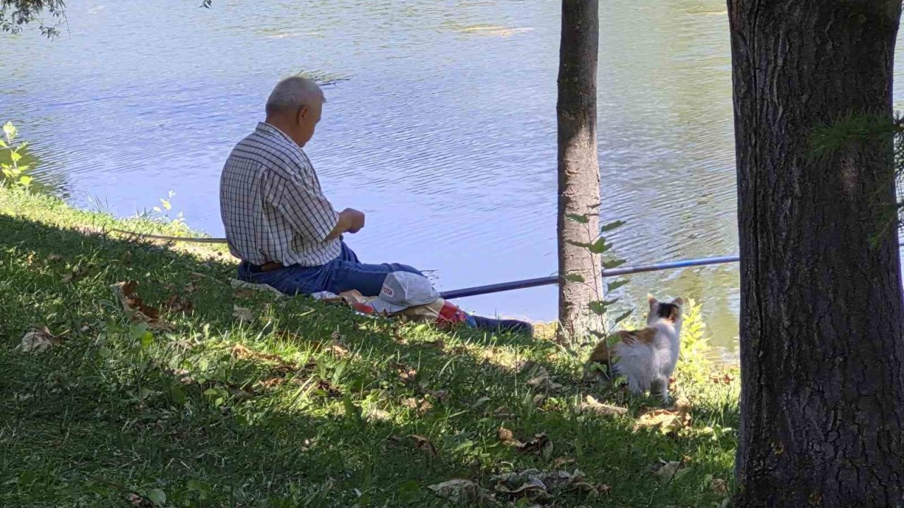 Akıllı sokak kedisi balık tutan adamın başından ayrılmadı
