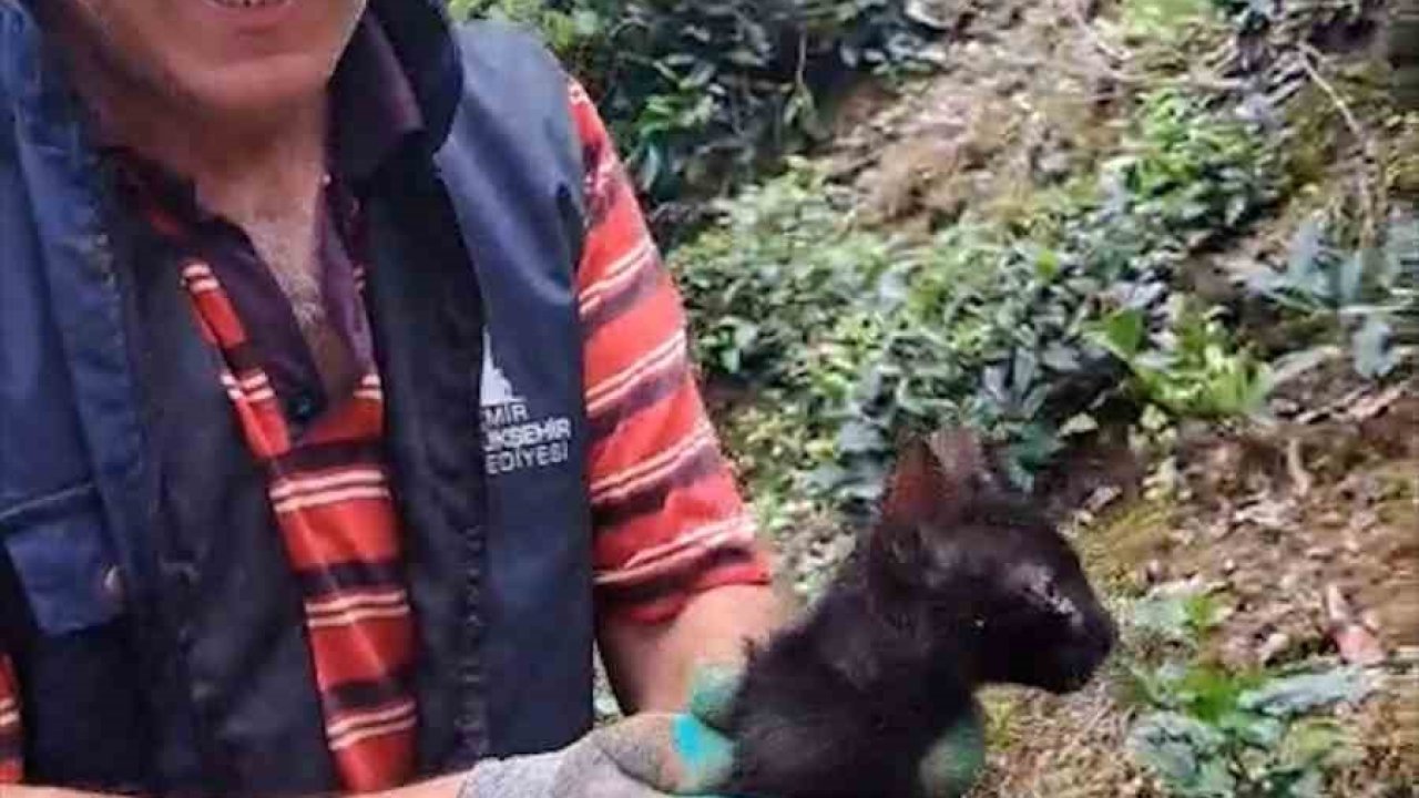 Rize’de 4 gündür boru içinde sıkışan kediyi çay üreticileri kurtardı