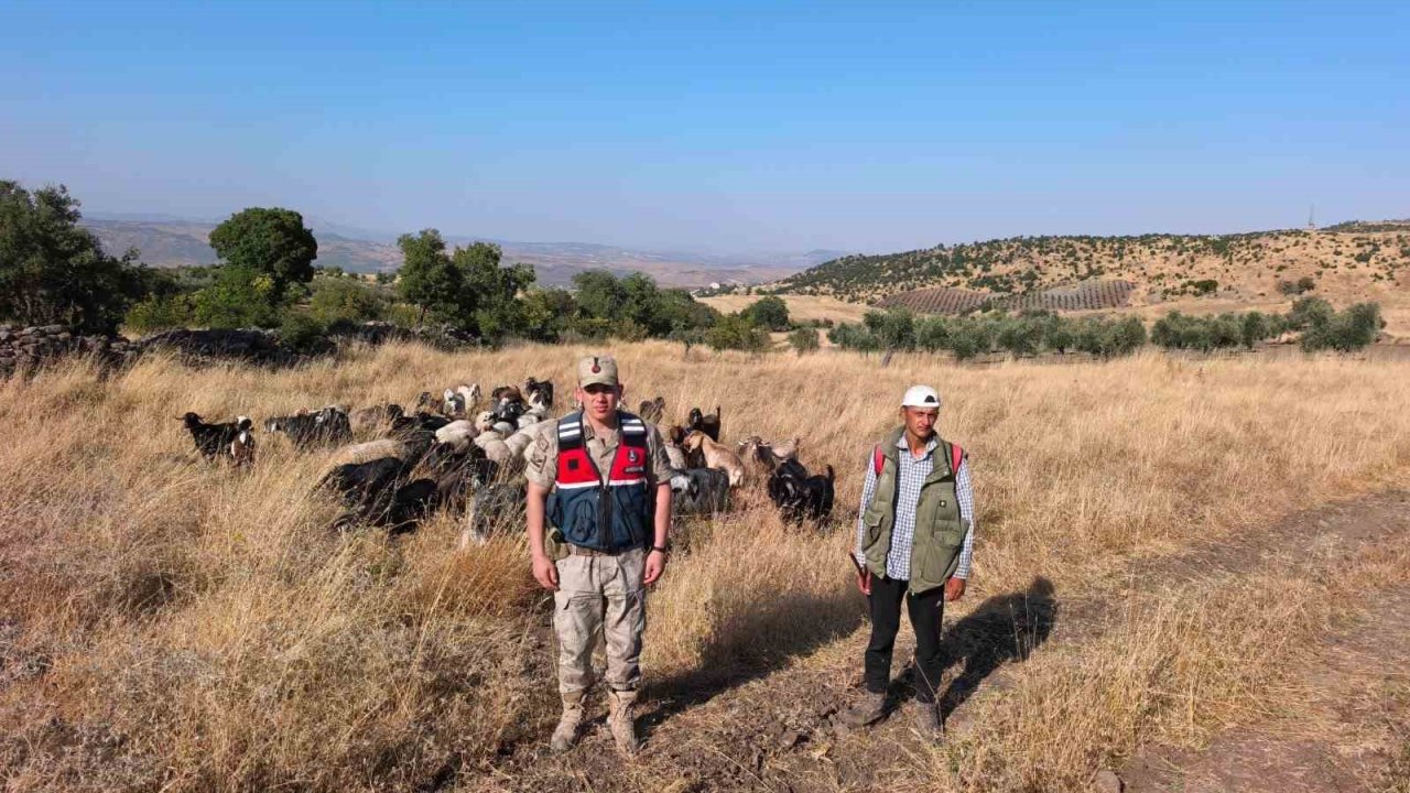 Kilis’te kaybolan 50 küçükbaş hayvan jandarma tarafından bulunarak sahibine teslim edildi