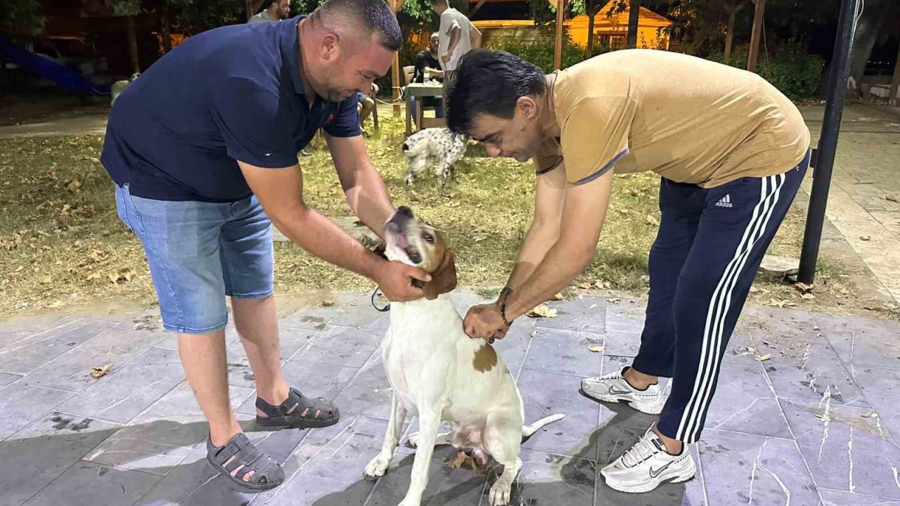 Sarıgöl’de av köpeklerine kuduz aşısı seferberliği