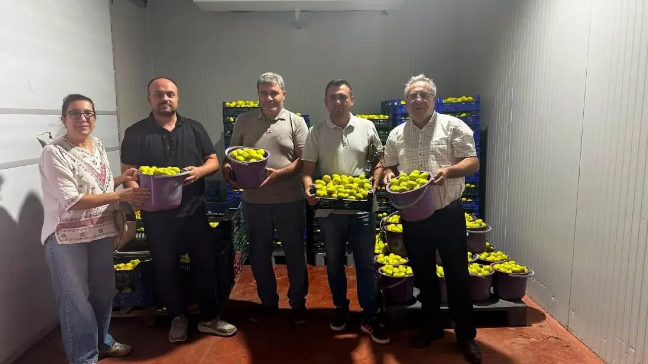 Buharkent’te incir bahçeleri ve alım noktalarında Fusarium denetimi