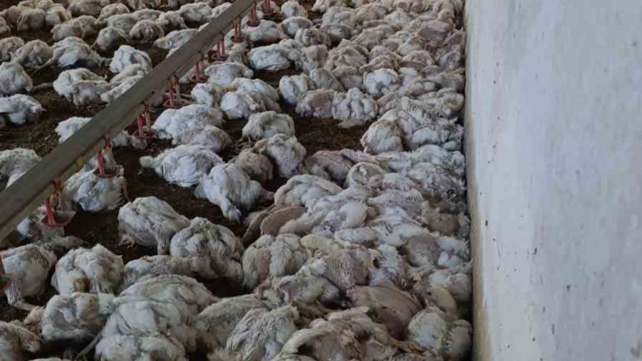 Bolu’da kümesin havalandırması devre dışı kalınca 4 bin tavuk telef oldu