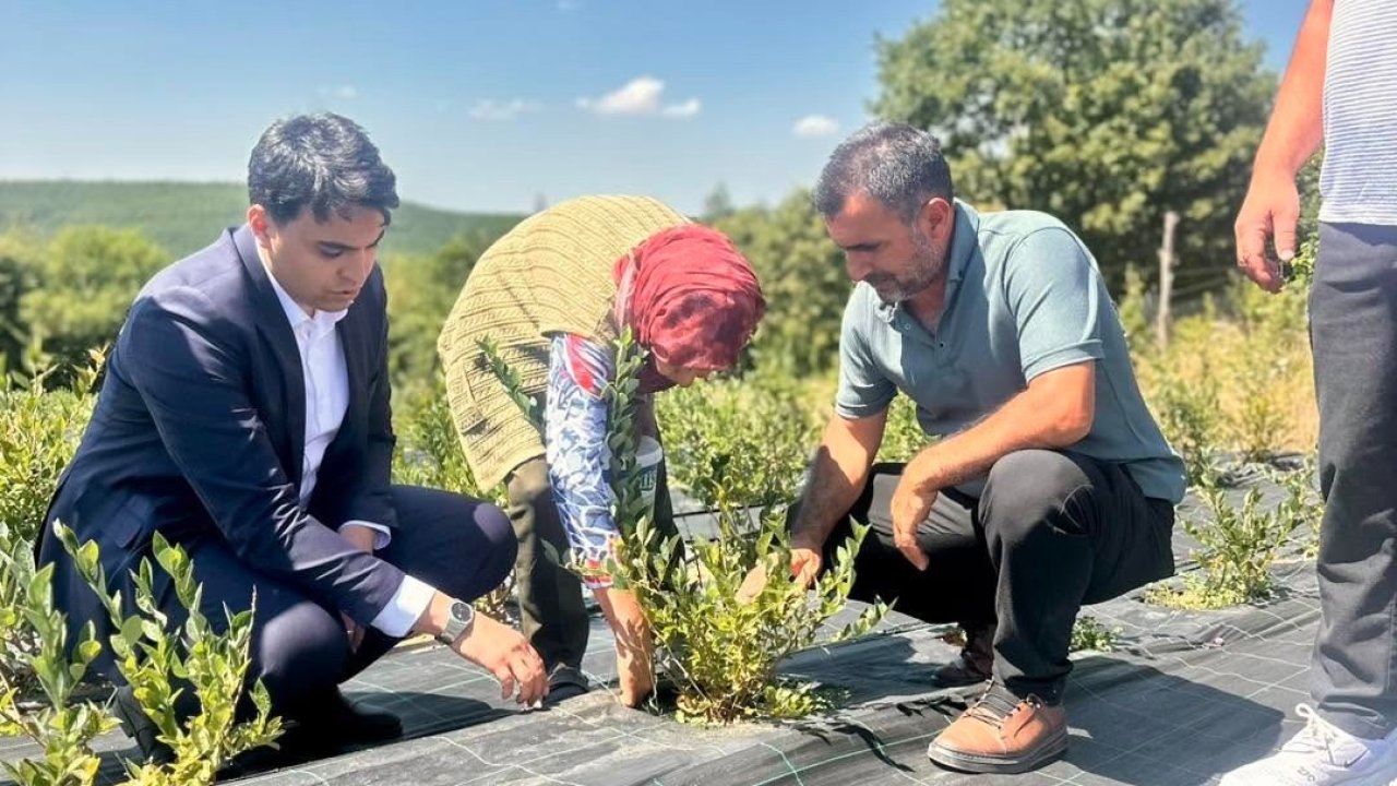 Bilecik’te yaban mersini hasadı yerinde incelendi