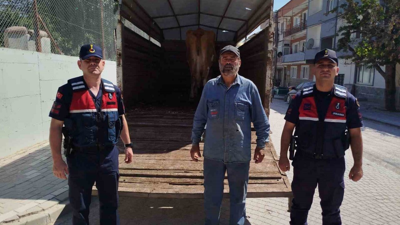 Eskişehir’de çalınan büyükbaş hayvanlardan biri Bilecik’te bulundu
