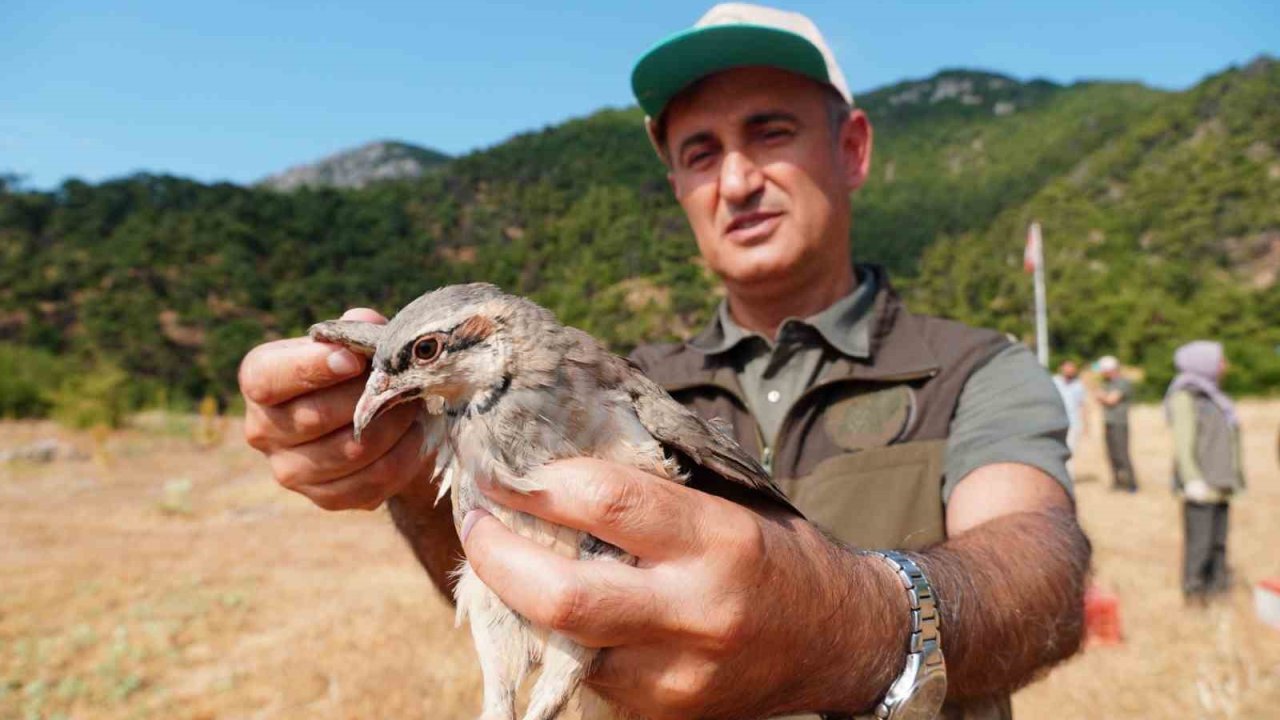Manisa’da doğaya bin 200 kınalı keklik salındı