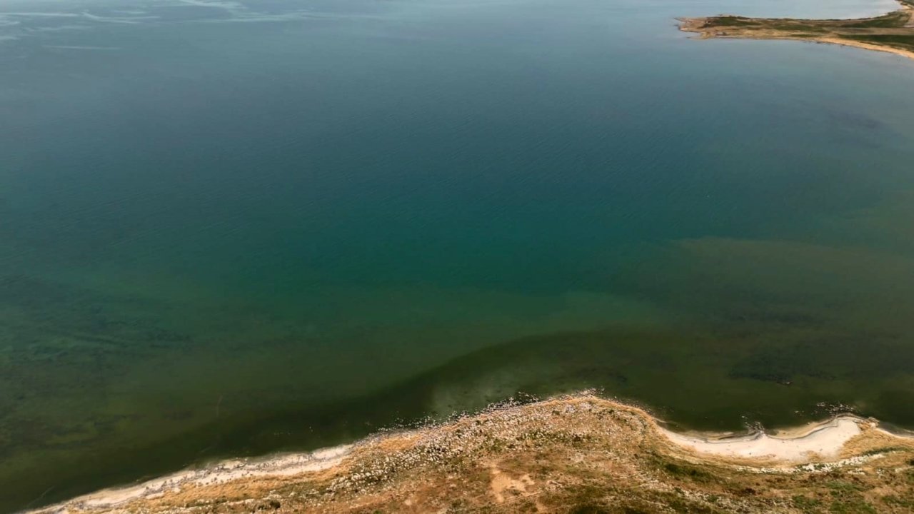 Adilcevaz’da Van Gölü sahili yeşile büründü