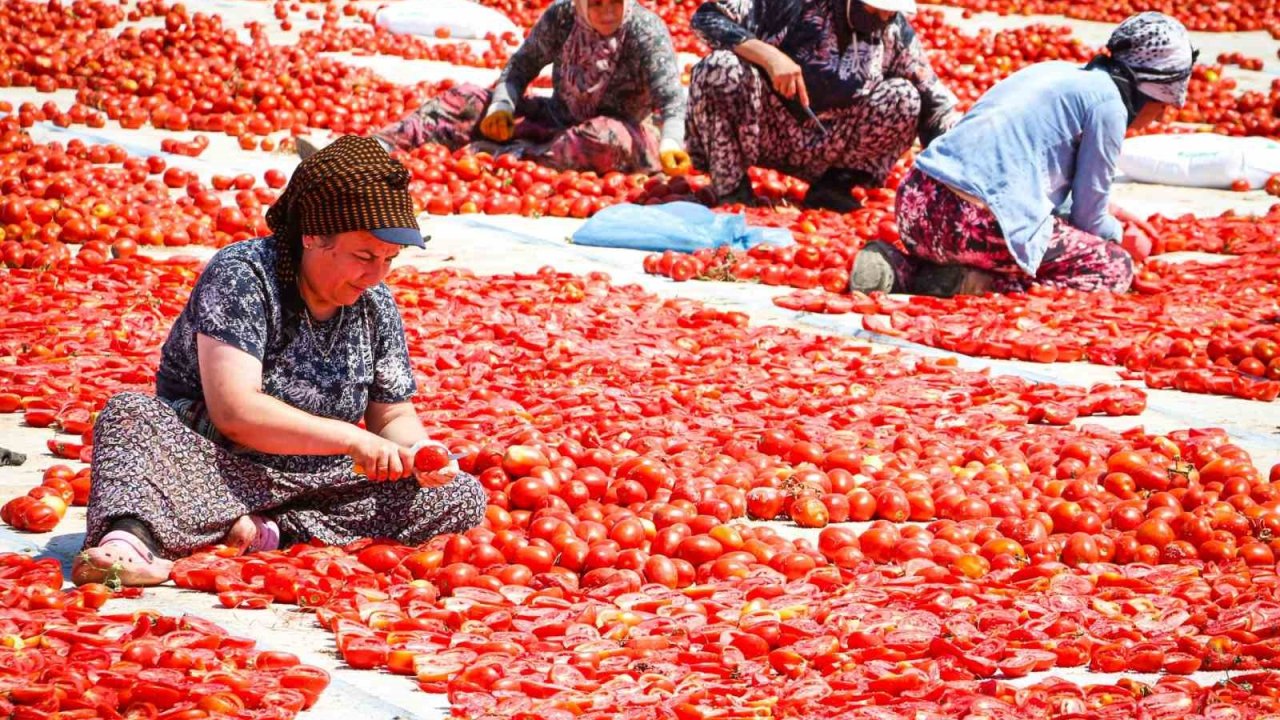 Torbalı’da "Kırmızı Altın" mesaisi