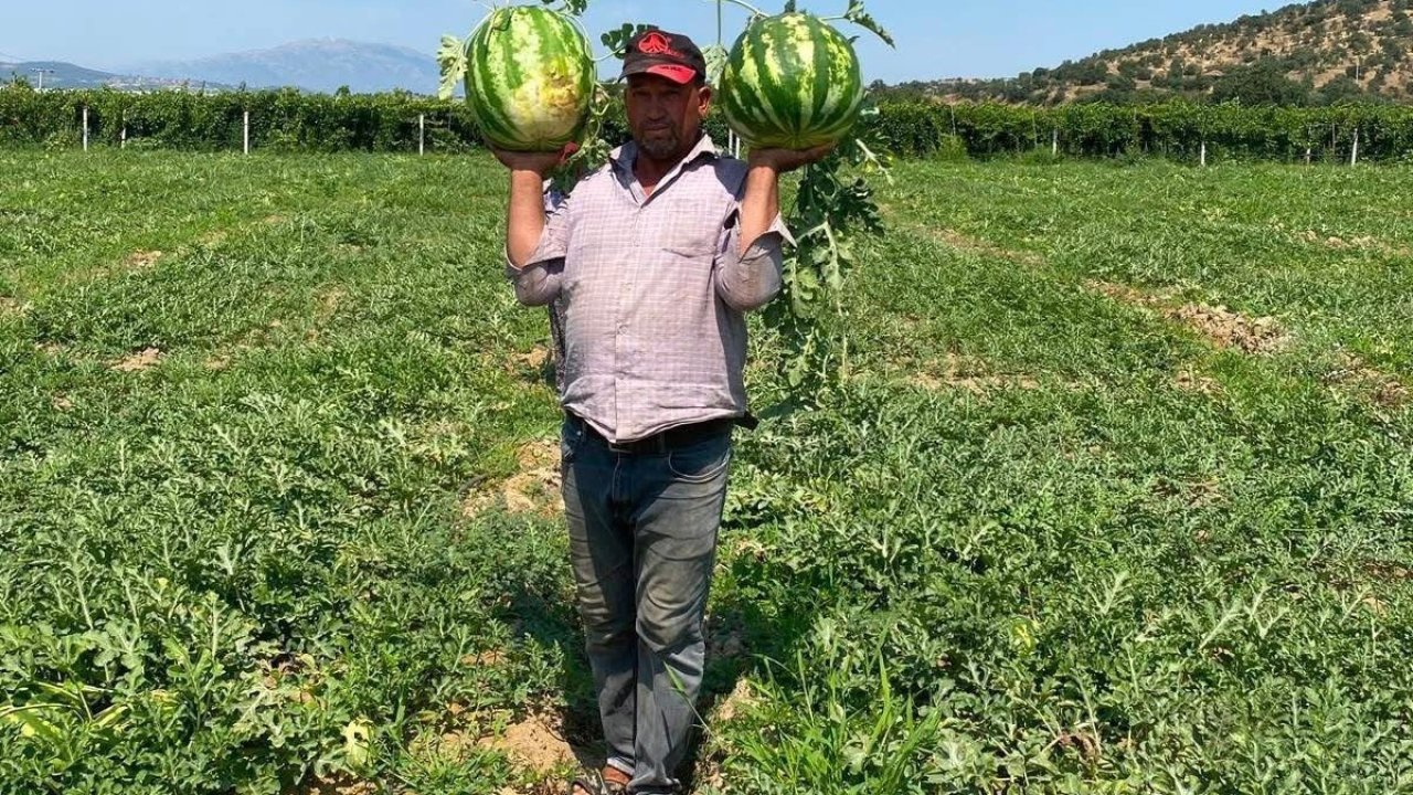 Tarlada para etmeyen karpuzu pazarda kendisi satıyor