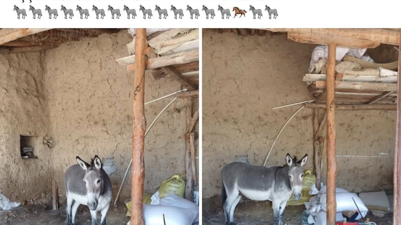 Kırsal mahalledeki başıboş eşek merak konusu