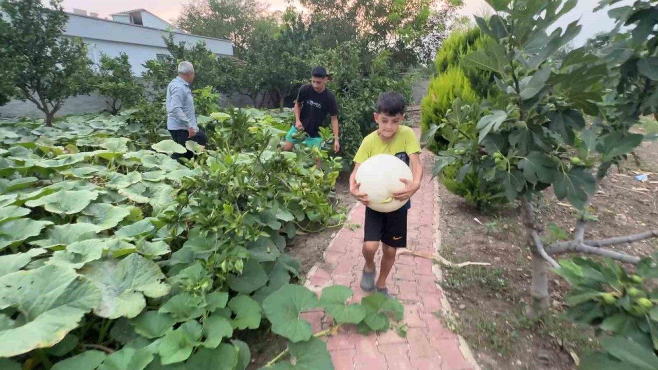 Hobi amaçlı ektiği 3 kök kabaktan 1 tonun üzerinde ürün aldı
