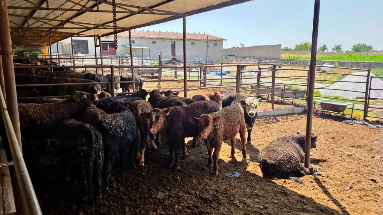 Besilik sığırlara yönelik kontrol ve denetimler sürüyor