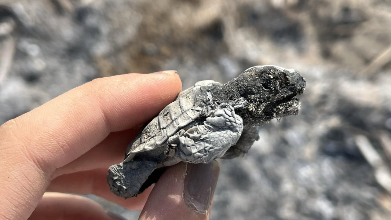 Kumsalda yakılan ateş denize ulaşmaya çalışan yavru carettayı yakıp telef etti