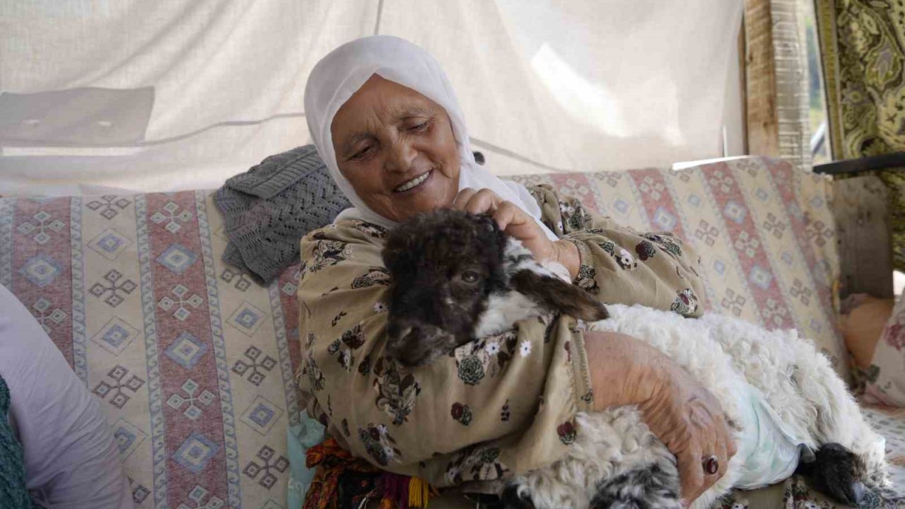Torunu gibi büyüttüğü kuzu "Boncuk" evin neşe kaynağı oldu