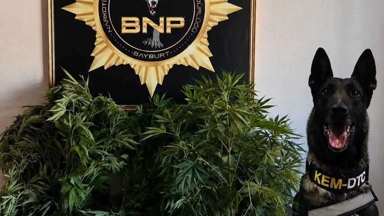 Bayburt’ta 27 kök Hint keneviri ele geçirildi