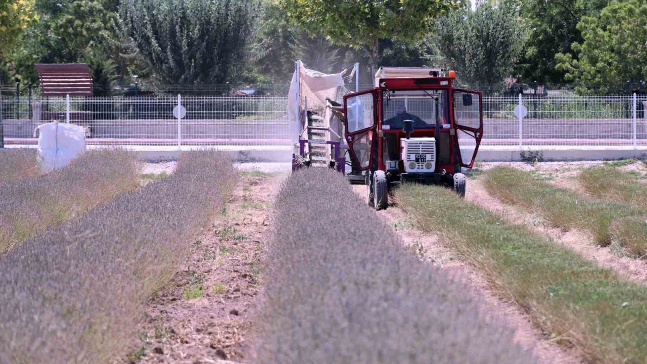 Karatay Lavanta Bahçesi’nde hasat başladı