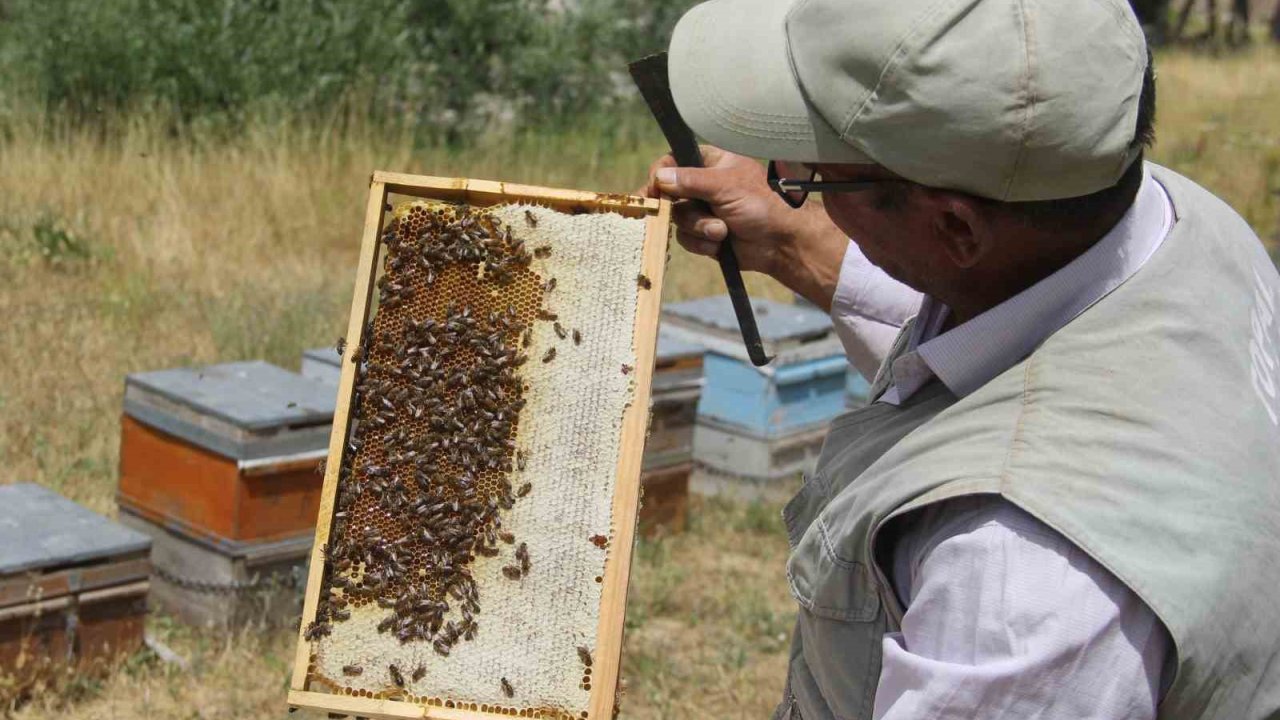Tescilli Zara Balı sağımı başladı