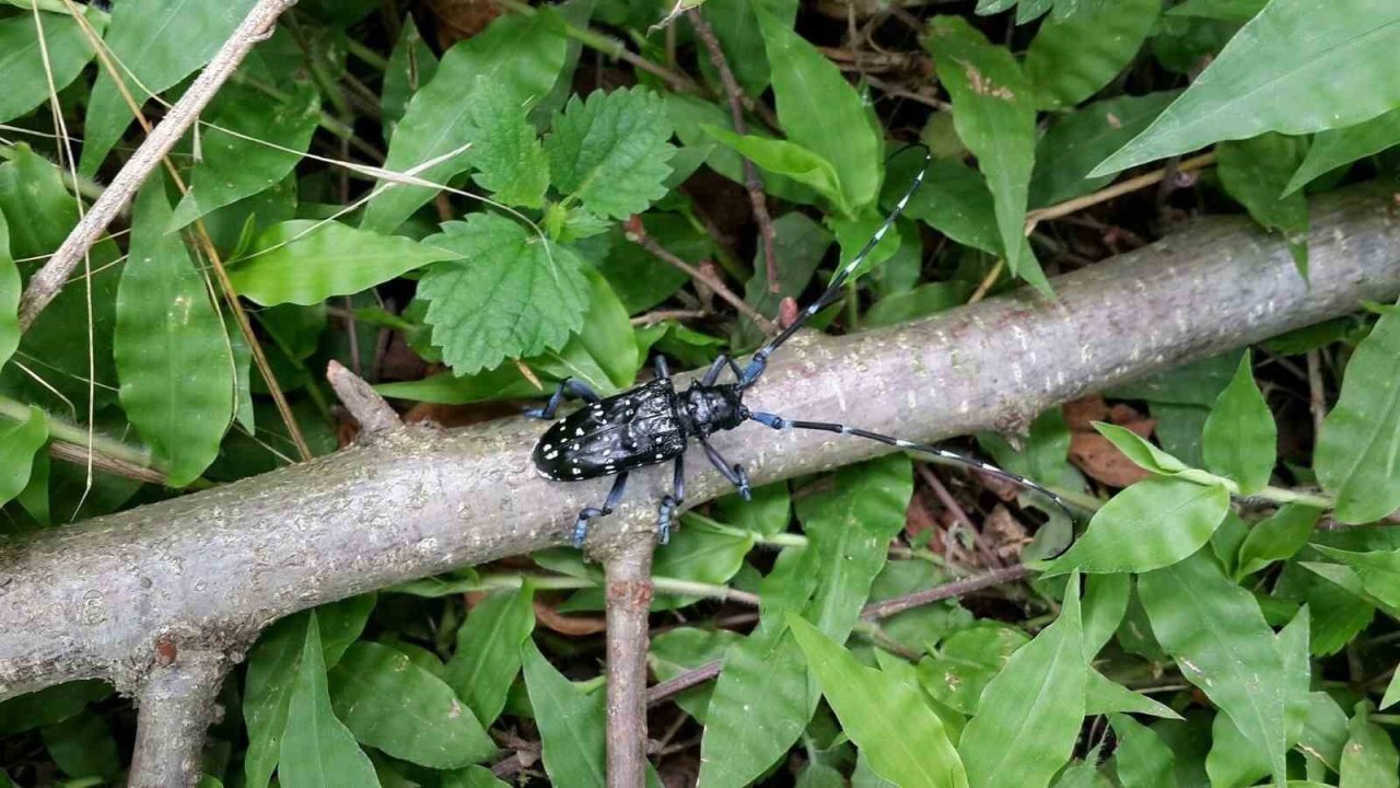 ’Drakula’ böceği Karadeniz’de yayılıyor