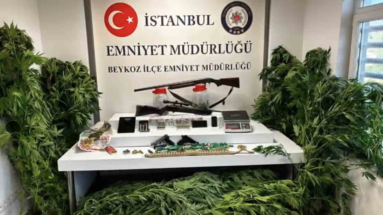 Beykoz’da uyuşturucu operasyonu: 117 kök hint keneviri ve çok sayıda silah ele geçirildi