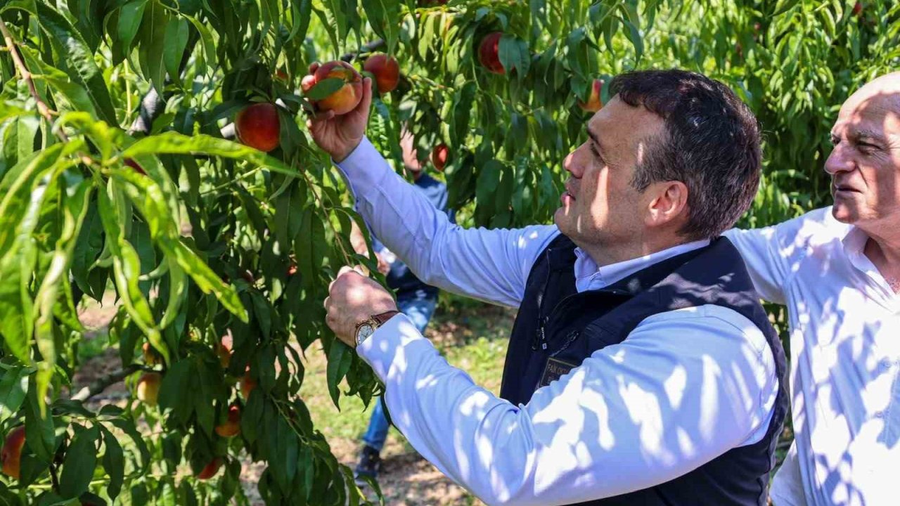 Bu nektarinin tamamı yurtdışına gönderiliyor