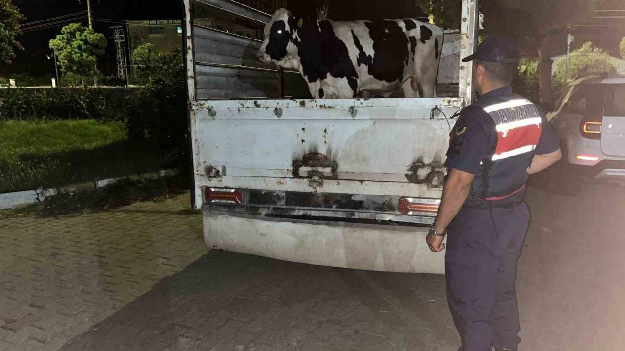 Çine’deki 365 bin liralık hayvan dolandırıcılığı jandarmaya takıldı