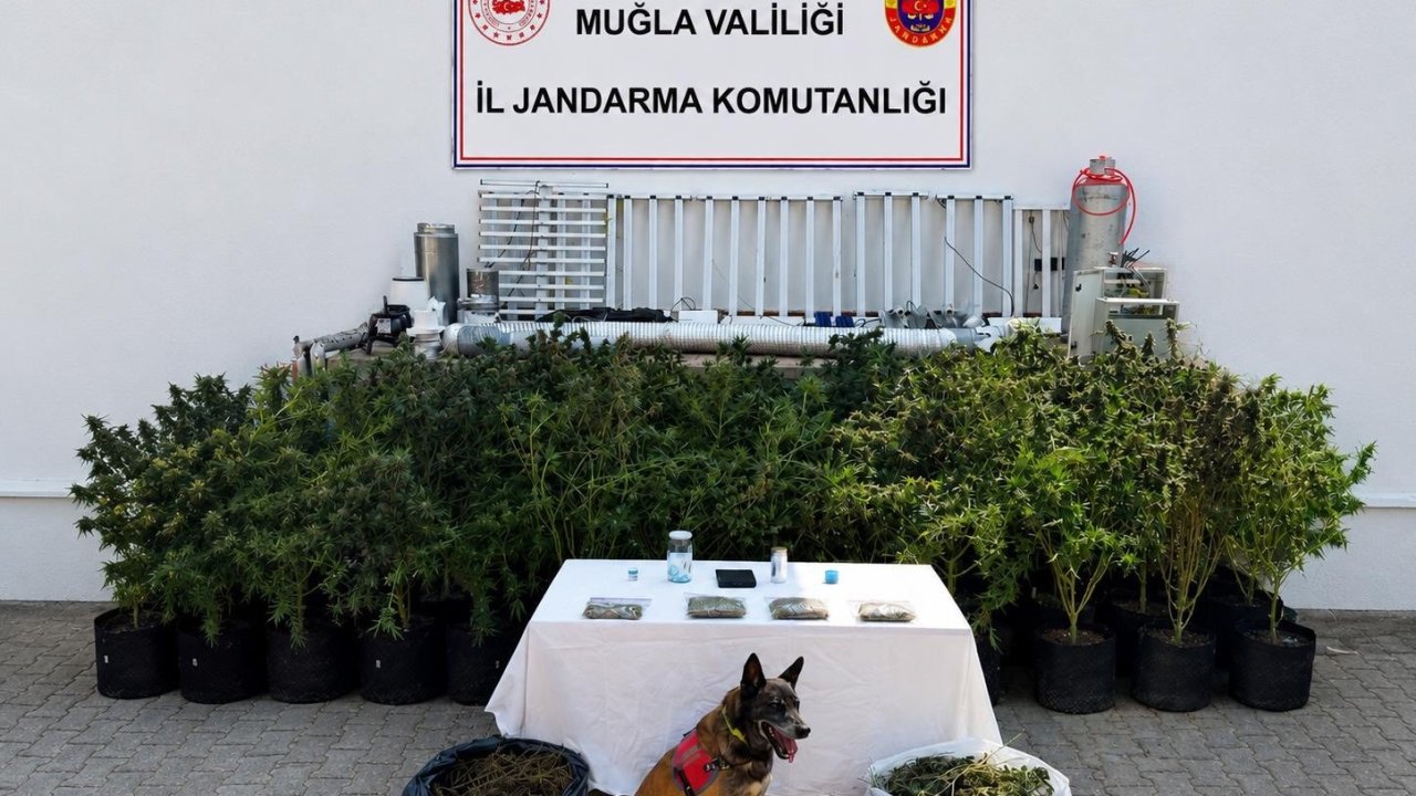 Bodrum’da evden 56 kök kenevir ve 10 kilo skunk ele geçirildi