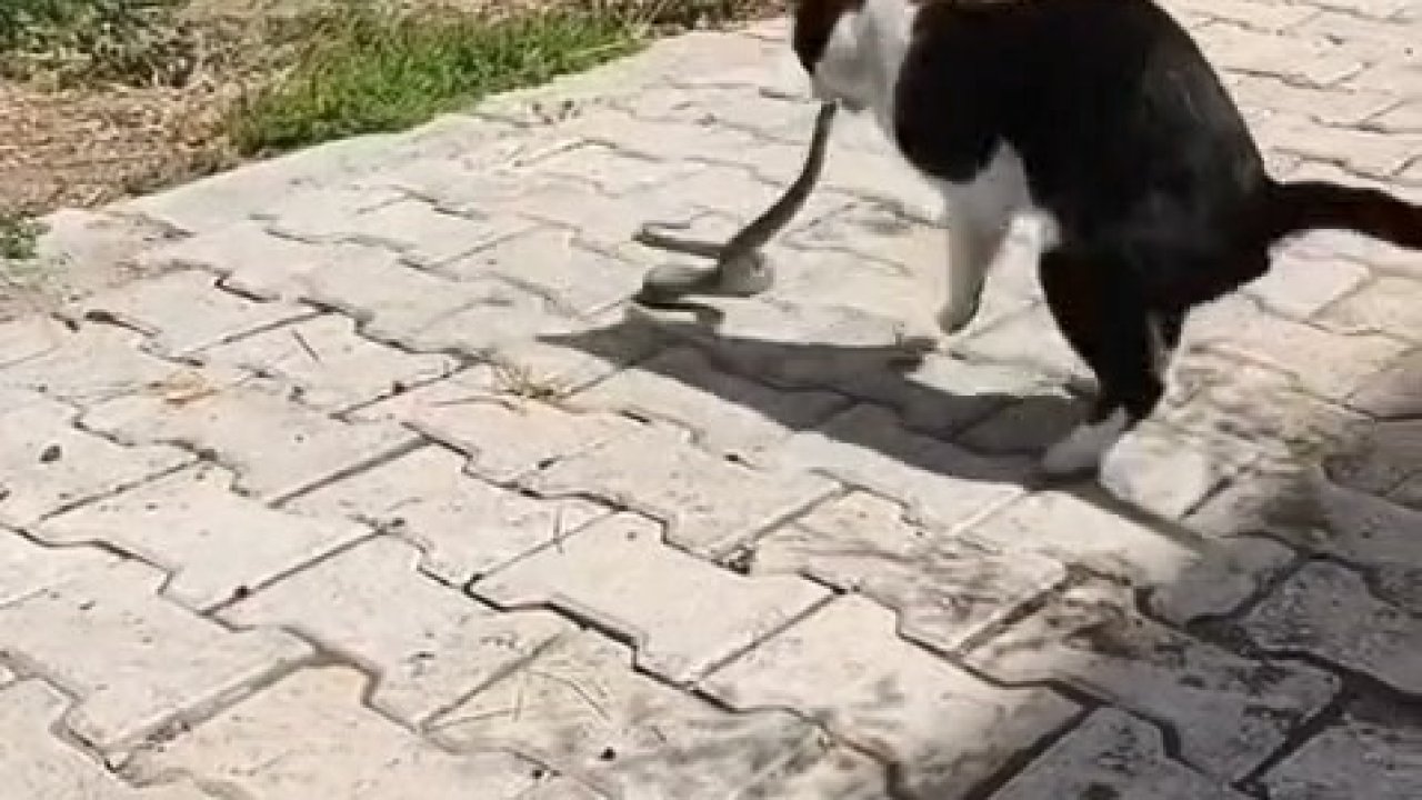 Elazığ’da kediyle yılanın kavgası kameraya yansıdı