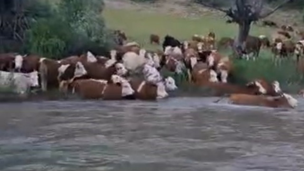 Sürü halinde suya girdiler, Kelkit Çayı’nı yüzerek geçtiler