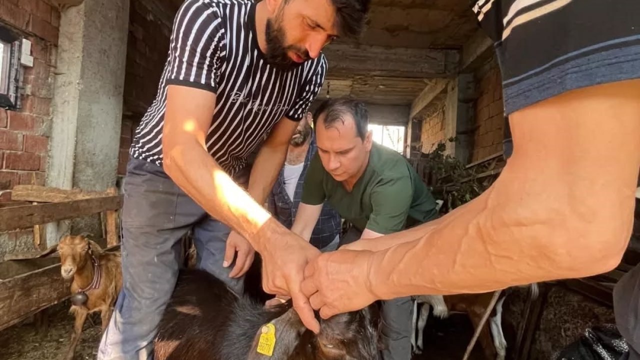 Düzce’de küçükbaş hayvanlara aşılama ve küpeleme