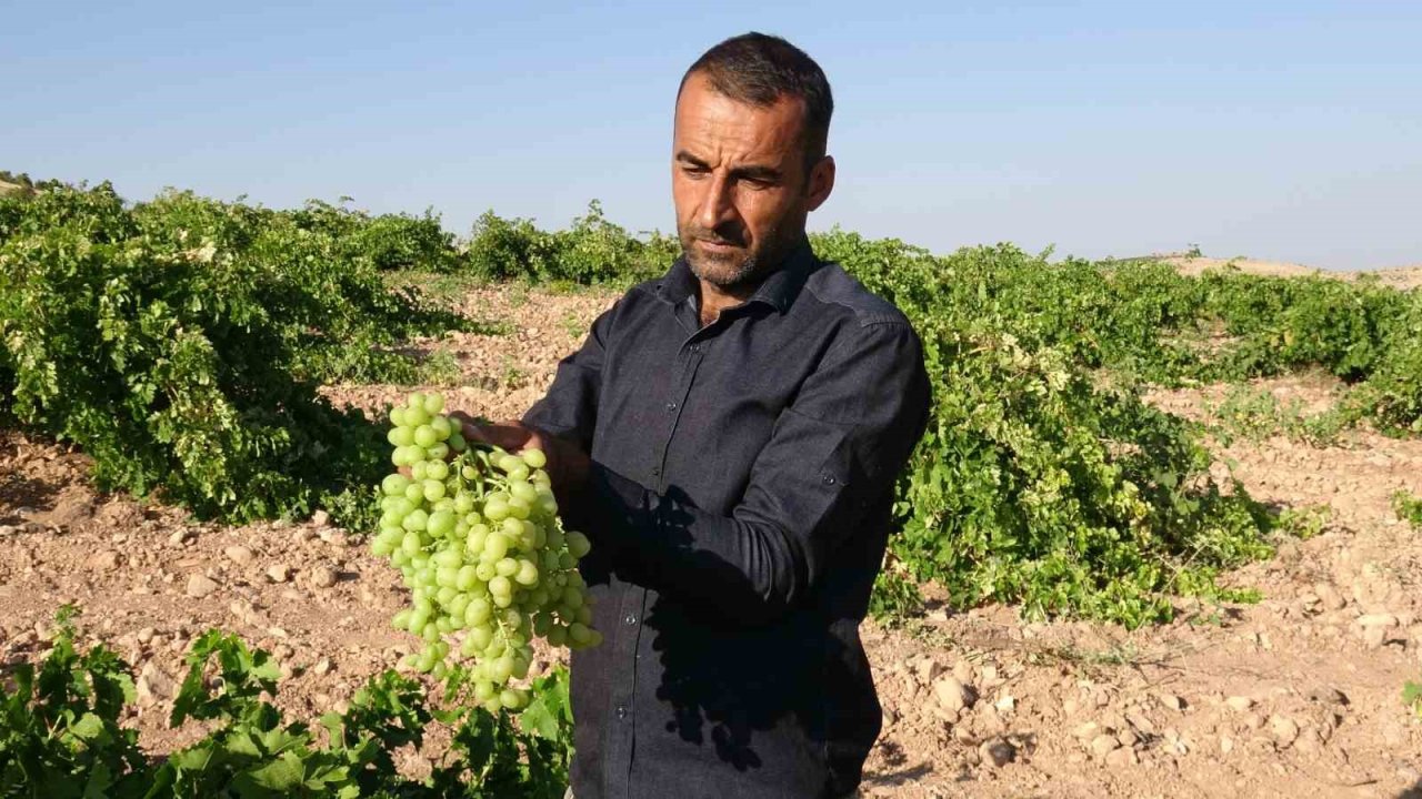 Anadolu’nun Unutulan Lezzeti "tahannebi" üzümü Malatya’da yeniden ekonomiye kazandırılıyor