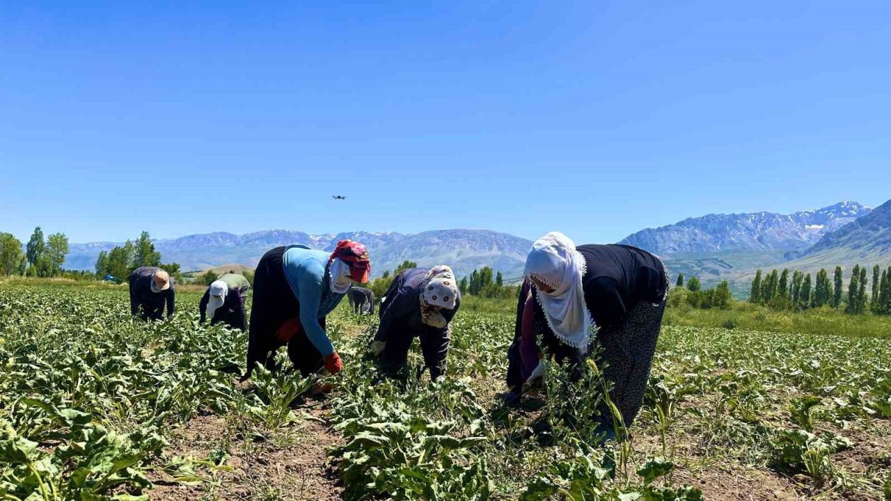 Alın teri 40 derecede toprağa karışıyor