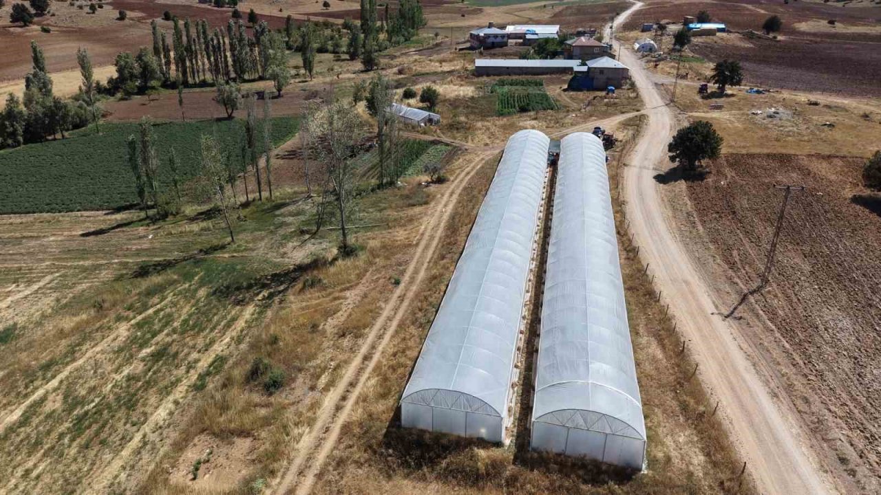 Baba-kız bin 500 rakımda sera kurup domates yetiştirmeye başladılar