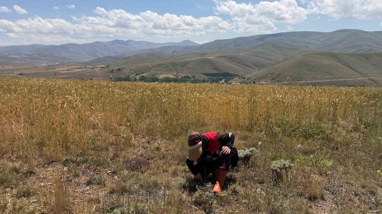Bayburt’ta ekili alanlarda zararlı takibi devam ediyor