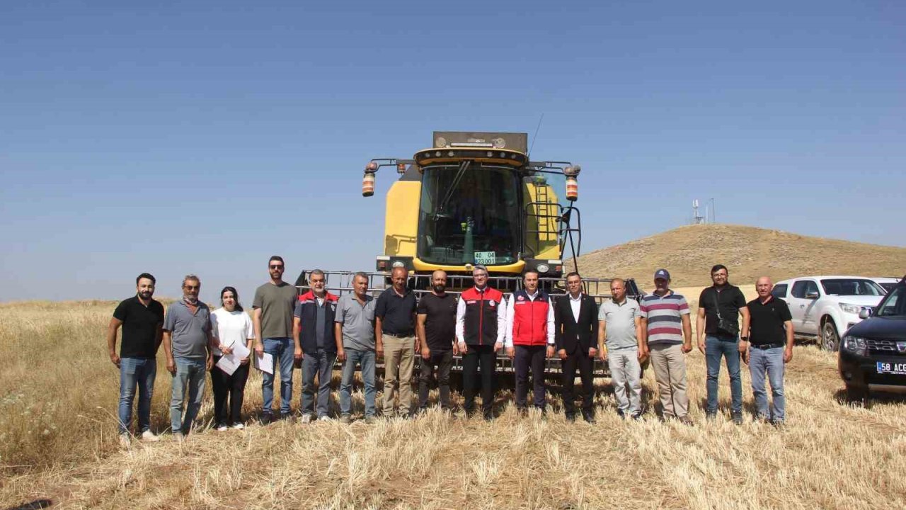 Sivas’ta ilk kez toprakla buluşturulan 5 farklı çeşit buğday hasat edildi