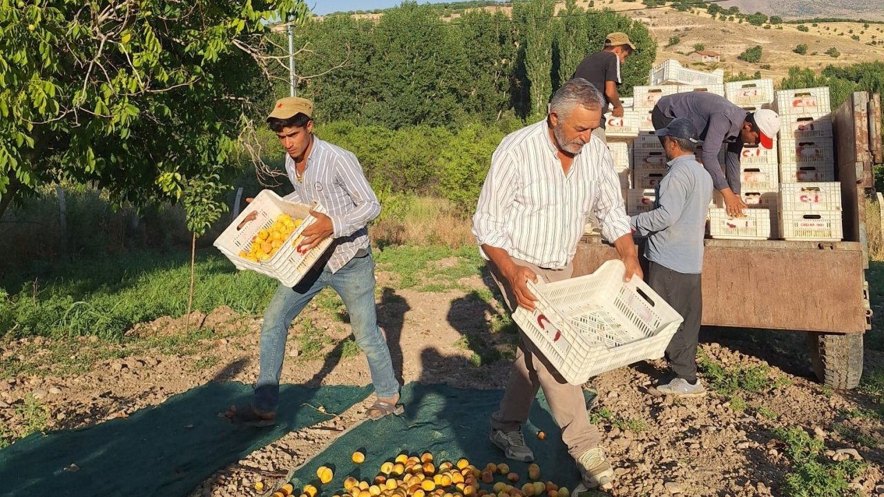 Akçadağ Ziraat Odası Başkanı İnal’dan kayısı fiyatları için TMO çağrısı